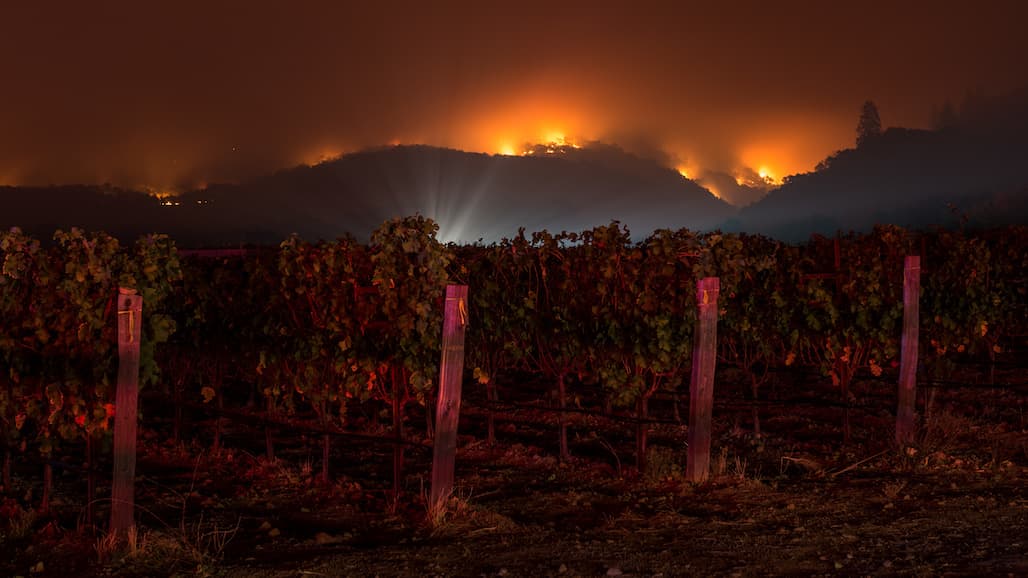 Mitigating the Uncertainty of Smoke Taint in Wine Grapes
