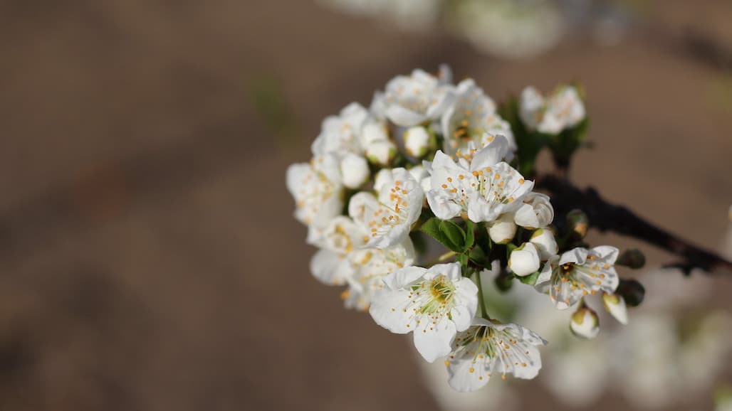 New Climate-focused Ag Program Aims to Train Students and Farmers