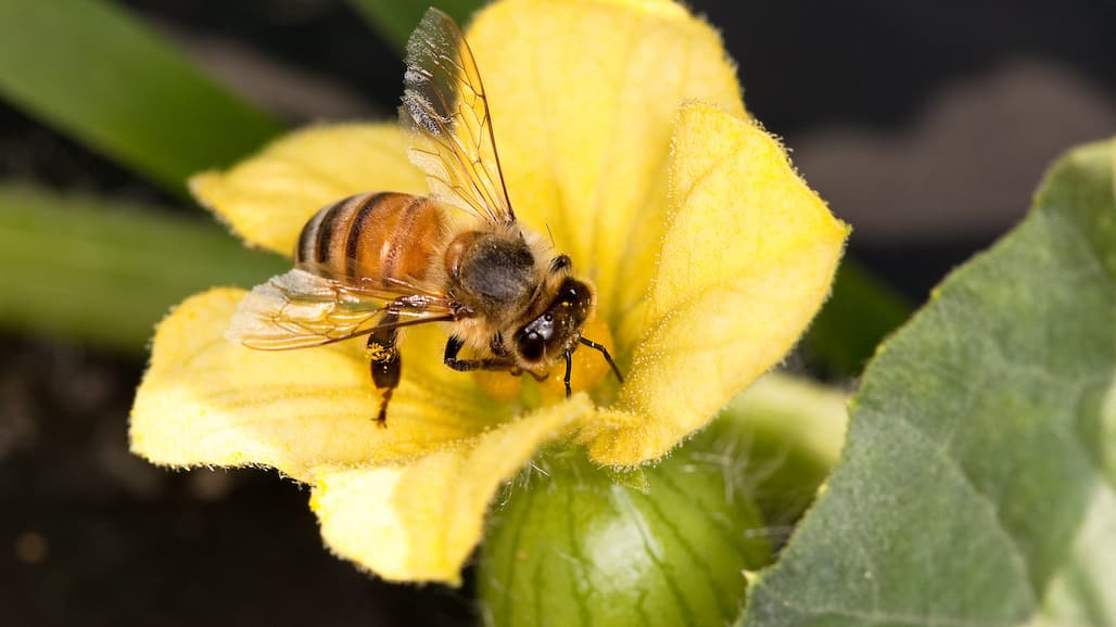 BeSure! Stewardship Campaign to Help Care for Pollinators and Other Wildlife
