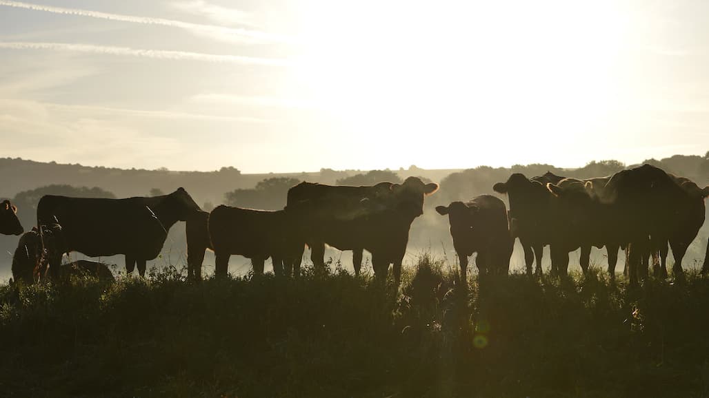 Payments to Livestock Producers Impacted by Drought or Wildfire
