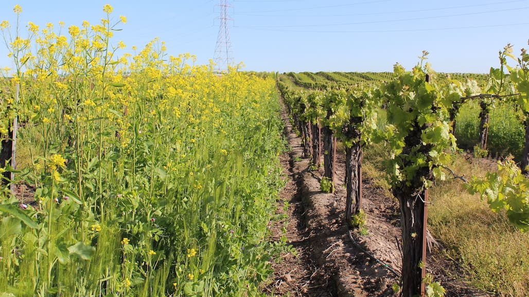 Timing Cover Crop Termination to Meet your Residue Goals