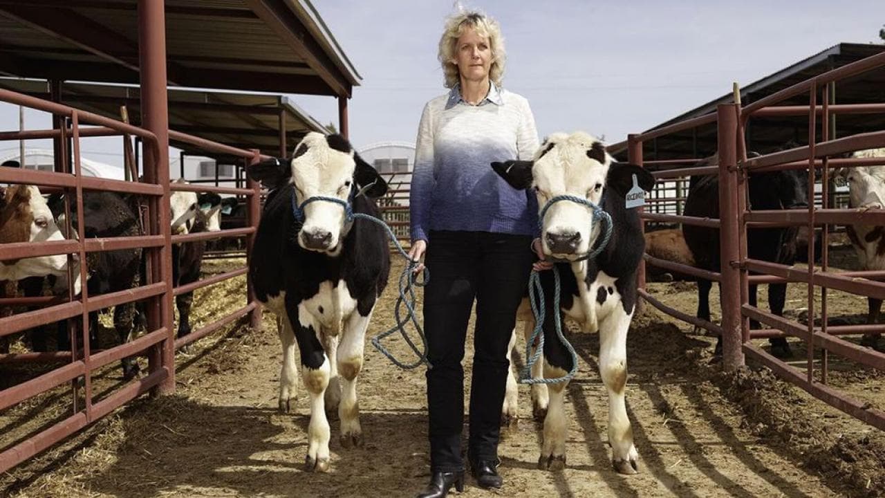 Improving Dairy Animal Welfare Through Genetically Dehorning Cows