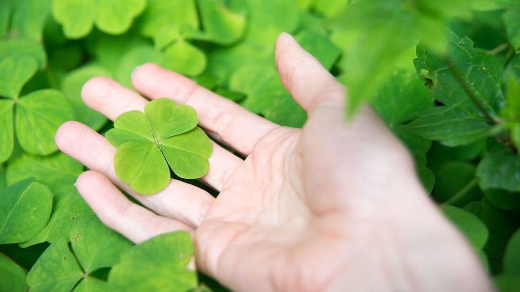 Ag Goes Green This St. Patrick’s Day