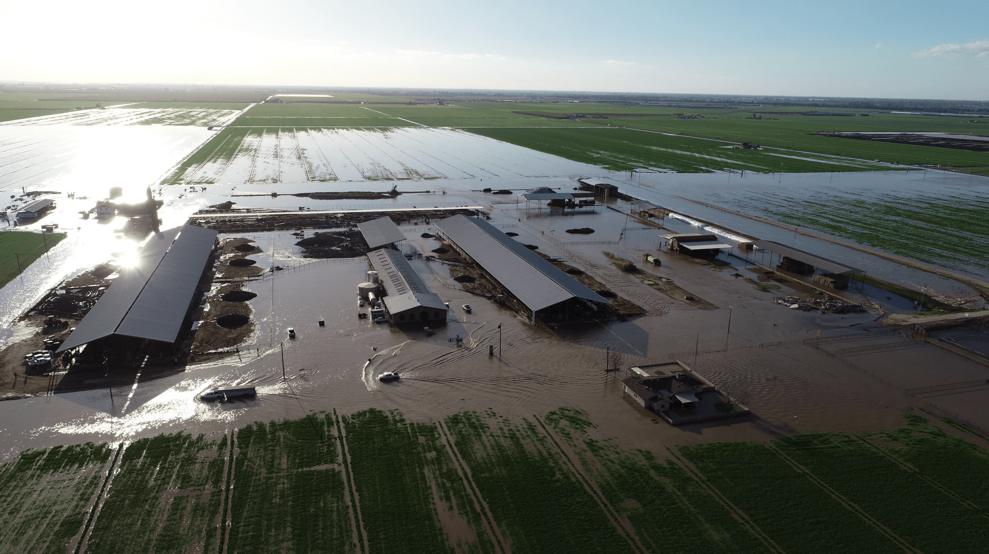 100,000 Dairy Cows Relocated Due to Central Valley Flooding