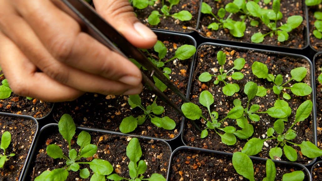 Building a More Heat Tolerant Plant Starts with Genes