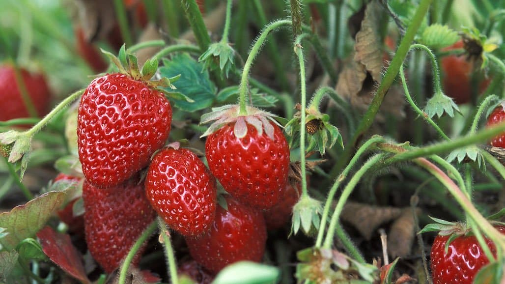 California Strawberry Commission Fills Two Key Positions