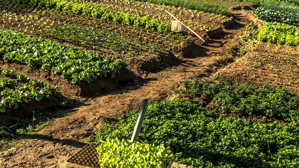 Environmental and Social Benefits from Diversified Ag Found in Global Study