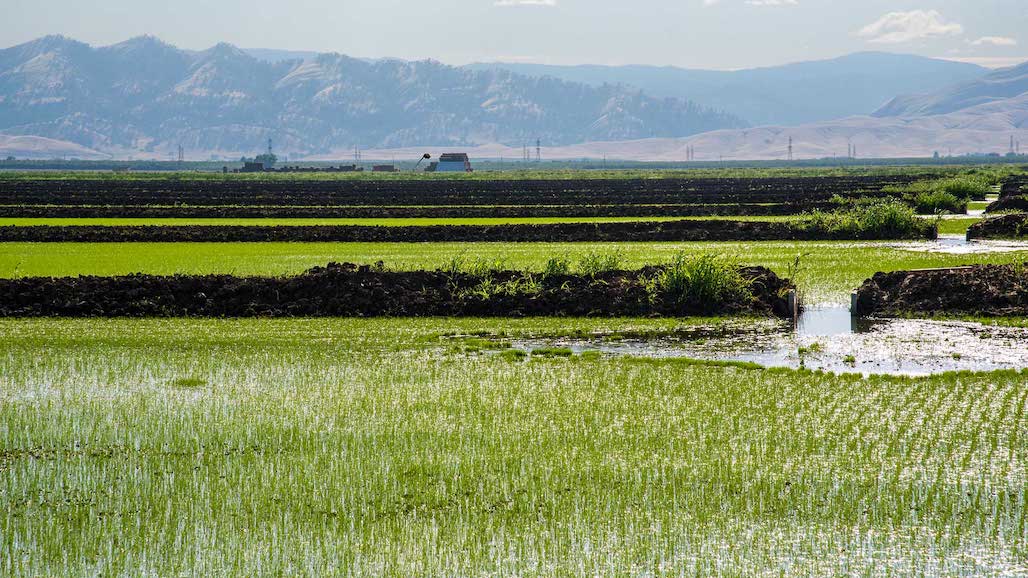 New Herbicides Tools for California Rice Weed Management in 2024