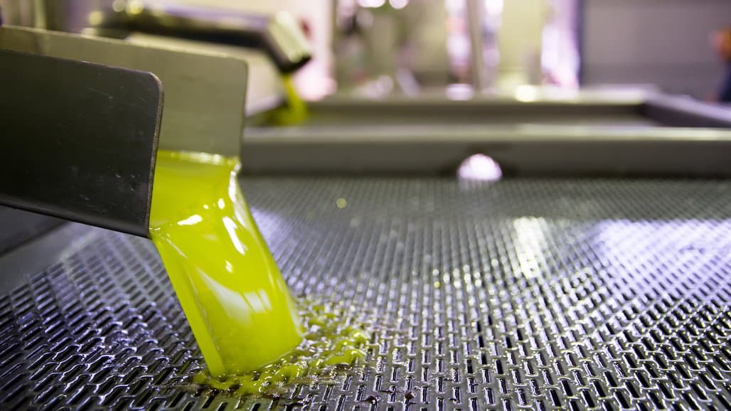 Student Efforts are at the Heart of Cal Poly Olive Oil Production