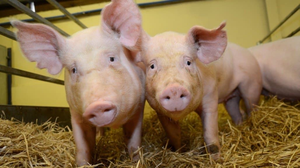 Gene-Edited Pigs Approved for US Market