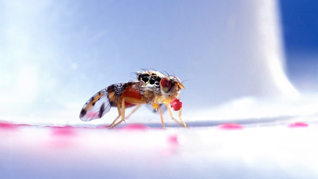 Medfly Quarantine in Portion of Santa Clara County