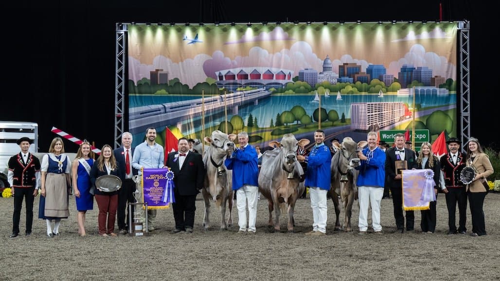 Cali (of Kerman, CA) Re-crowned as Grand Champion of the International Brown Swiss Show at World Dairy Expo