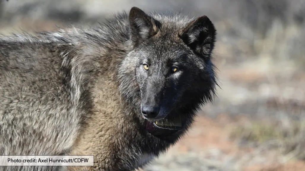 Livestock Losses and Wolf Deterrence Efforts Cost Californians Millions