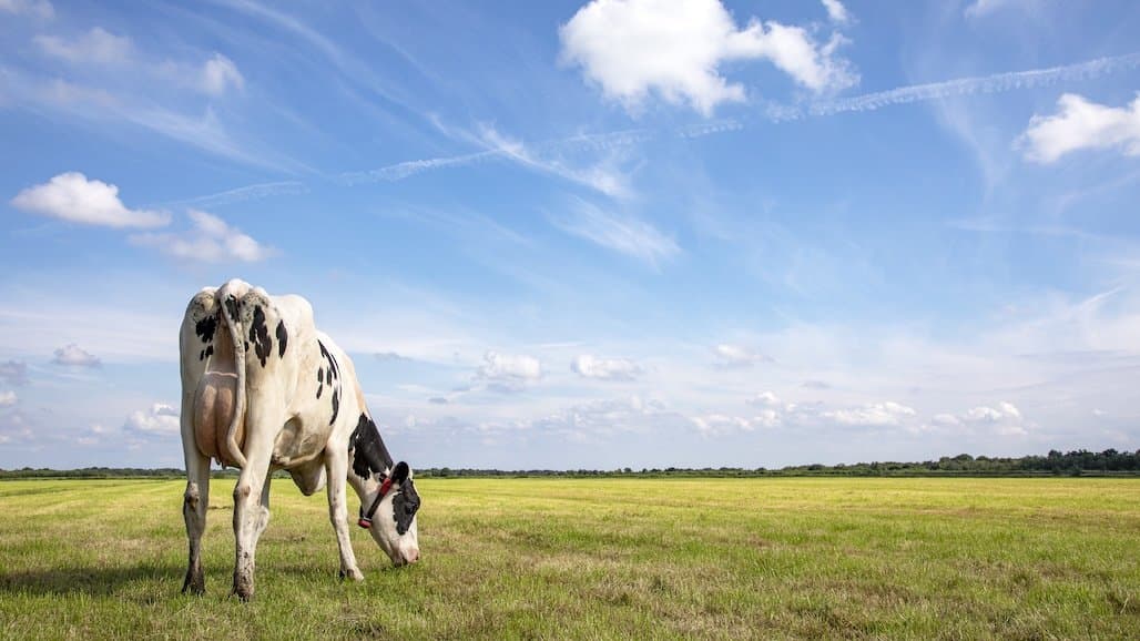 U.S. Dairy Comments USTR Trade Estimate Report