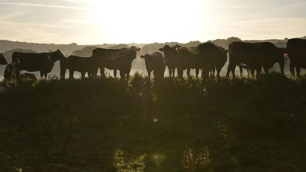 U.S. Dairy Welcomes Argentina Trade Agreement