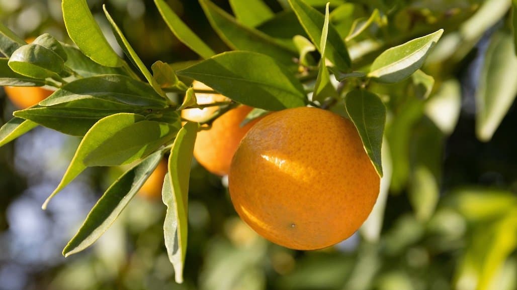 Sweet Orange Scab Quarantine Boundary Expands