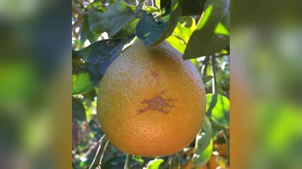 CDFA Expands Sweet Orange Scab Quarantine in Southern California