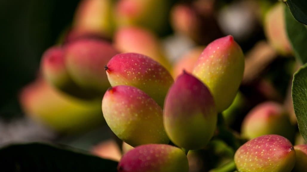 Madera County Seeks Pistachio Grower Input