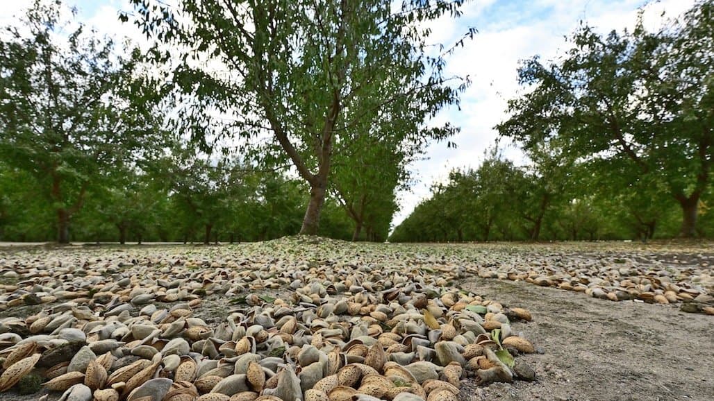 Fairer Weather Brings Better Harvesting Conditions for Almonds
