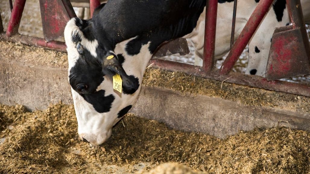 Western Dairy Showcase Coming to Turlock