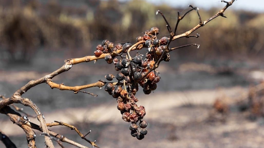 Making Smoke-Tainted Wine More Appealing