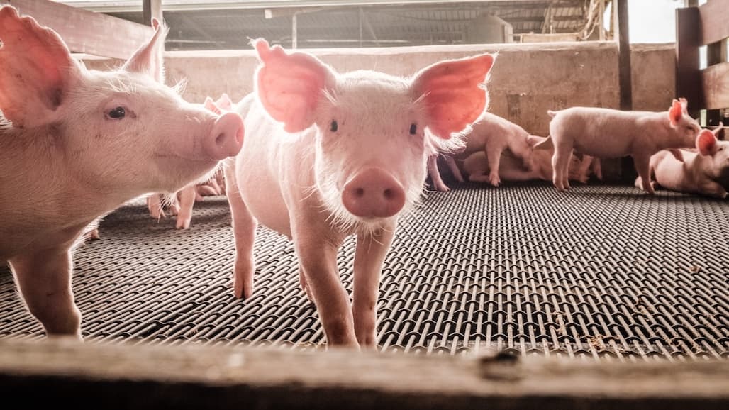 Meat Institute Issues Statement on Pork & Beef Trade Opportunities with China